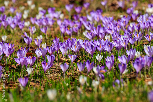 Crocus flowers vibrant purple Velika Planina Slovenia