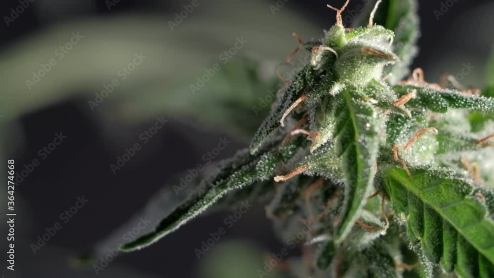 Female flower of medical cannabis. close-up. dark background. 4k Female flower of medical cannabis. close-up. dark background. 4k