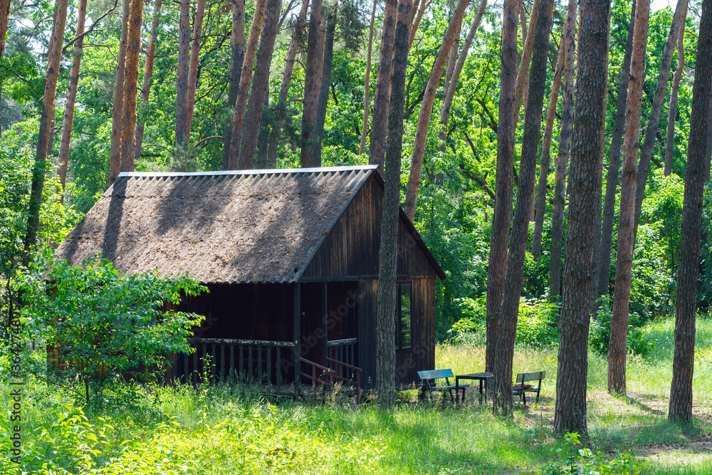 Old wooden house in a pine forest Old wooden house in a pine forest