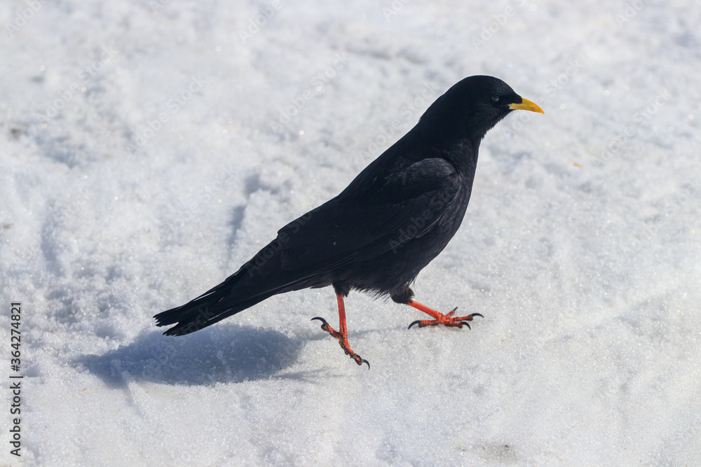 Fototapeta premium Alpine yellow-billed chough Pyrrhocorax graculus snow winter 