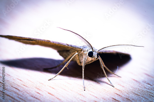 Moth portrait