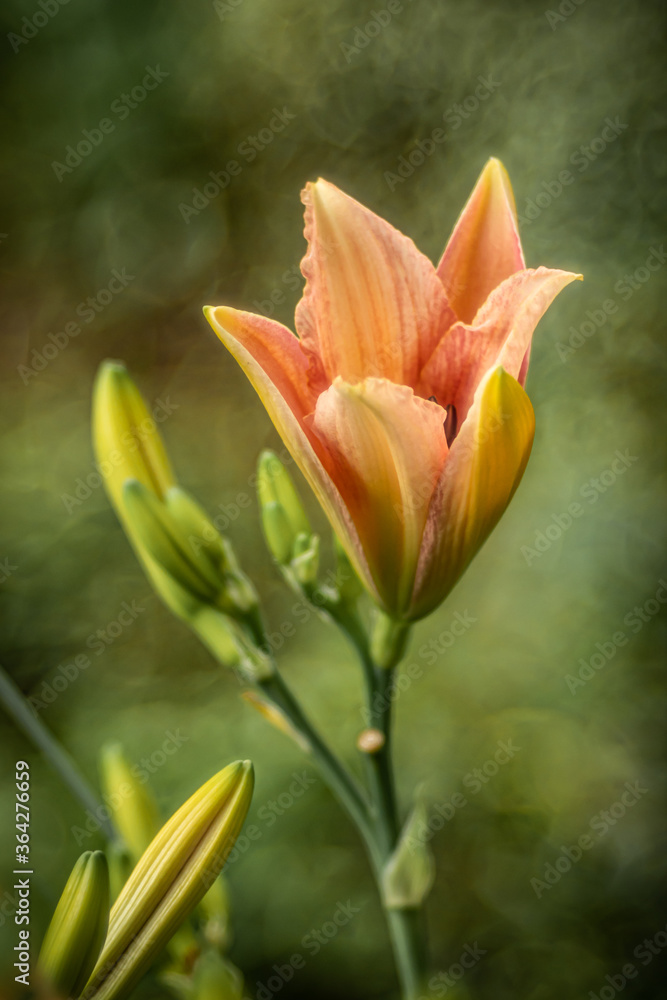 Fototapeta premium Taglilie