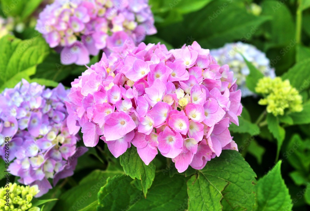 flower, pink, flowers, nature, spring, garden, plant, blossom, flora, green, purple, floral, bloom, lilac, beautiful, summer, beauty, blooming, closeup, natural, rose, color, rhododendron, close-up, r flower, pink, flowers, nature, spring, garden, plant, blossom, flora, green, purple, floral, bloom, lilac, beautiful, summer, beauty, blooming, closeup, natural, rose, color, rhododendron, close-up, r