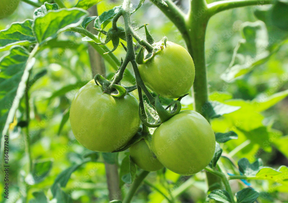 Small green tomatoes in the garden