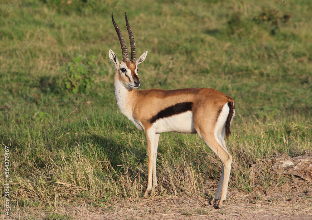 Thomson's gazelle (Eudorcas thomsoni). A beautiful specimen in the foreground in the middle of the grassy lawn. Amboseli national park, Kenya. Thomson's gazelle (Eudorcas thomsoni). A beautiful specimen in the foreground in the middle of the grassy lawn. Amboseli national park, Kenya.
