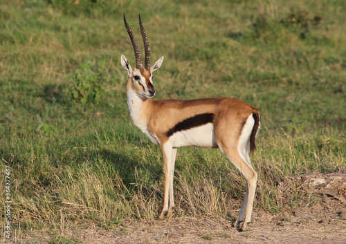 Thomson's gazelle (Eudorcas thomsoni). A beautiful specimen in the foreground in the middle of the grassy lawn. Amboseli national park, Kenya.