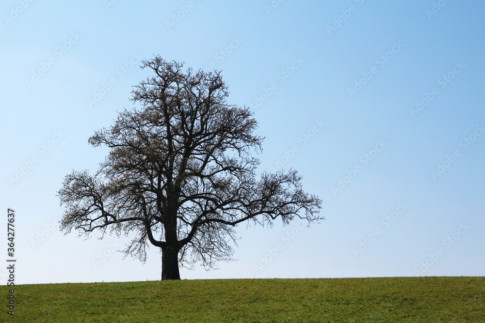 A lonely tree in countryside in Baden-Wurttemberg, Germany A lonely tree in countryside in Baden-Wurttemberg, Germany