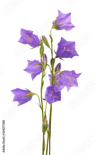 Fototapeta Naklejka Na Ścianę i Meble -  Purple bell flower isolated on white background. Beautiful blooming bouquet.