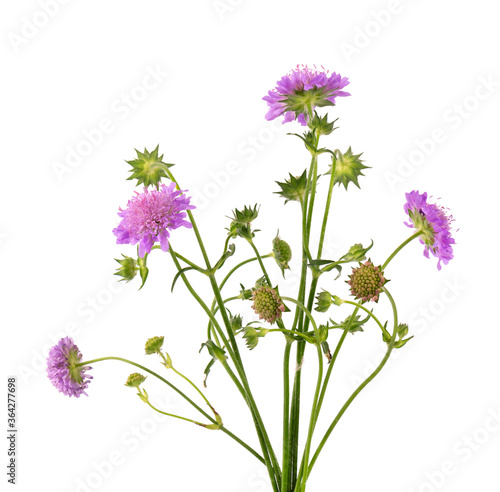 Field Scabious Flower isolated on white background. Knautia arvensis. Beautiful blooming bouquet. © vandycandy
