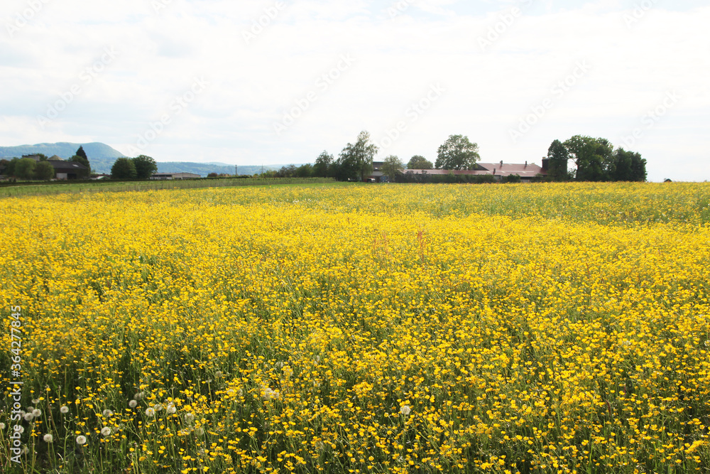 A field of rapeseed in Baden-Wuerttemberg, Germany