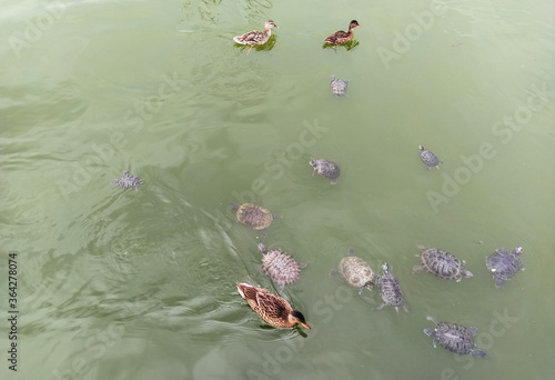 A lot of beautiful, wild turtles and ducks swim in the lake, river in anticipation of feeding, food. Photograph, top view. photo
