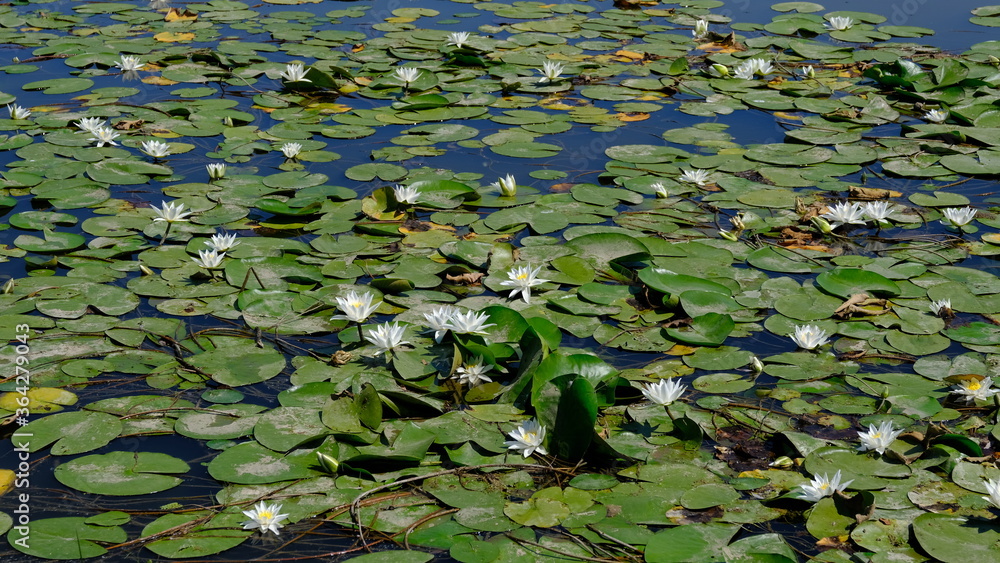 Water lilies on a river in Russia
Water lilies on a river in Russia