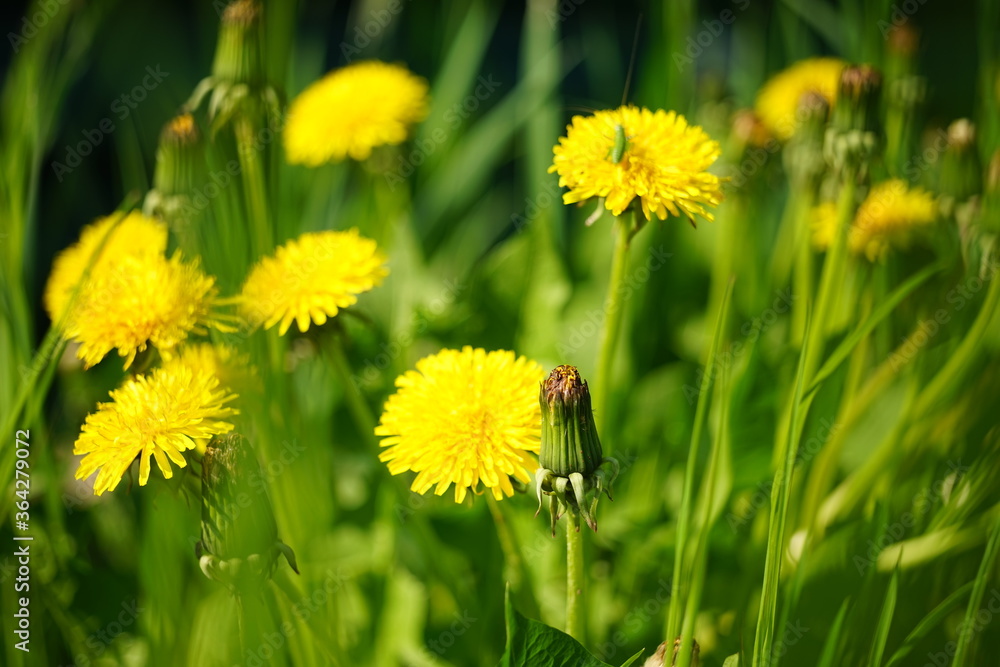 yellow dandelion flowers growing in a sunny spring field yellow dandelion flowers growing in a sunny spring field