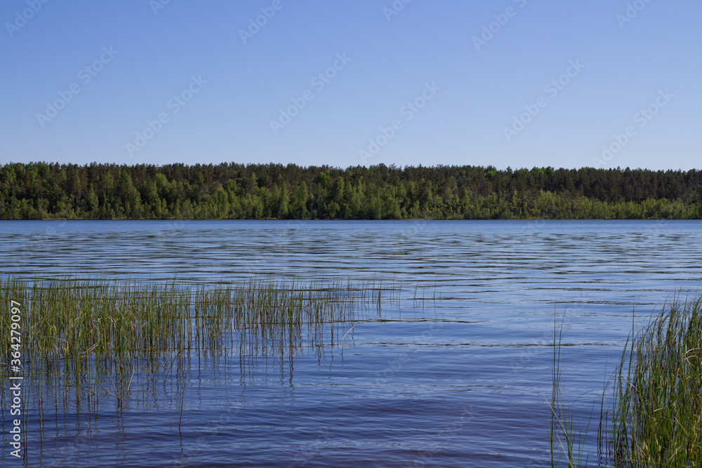 Grassy Bank of a beautiful forest lake. Grassy Bank of a beautiful forest lake.