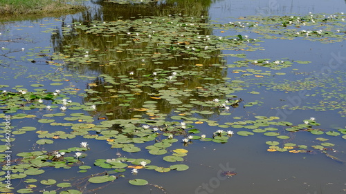  Water lilies on a river in Russia