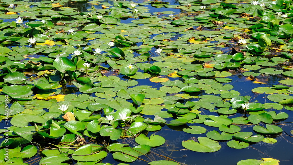 Water lilies on a river in Russia
Water lilies on a river in Russia