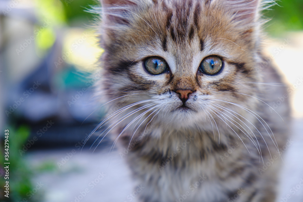 striped kitten outdoors looking at the camera. horizontal.