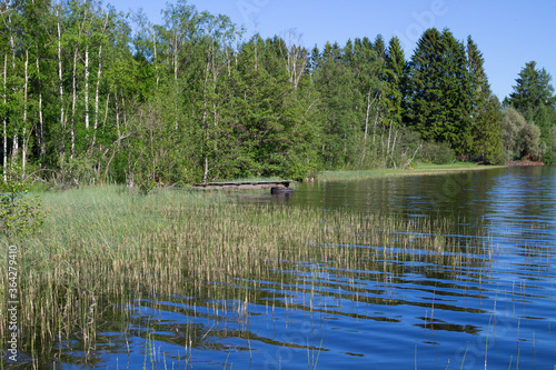 A swampy forest lake with a wooden pier against the background of a forest and a blue cloudless sky..