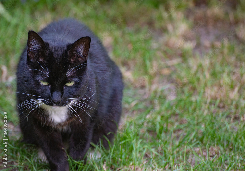 Schwarze Katze auf der Pirsch