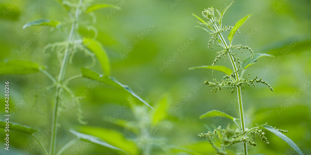 thickets of blooming nettles in the forest or in the park thickets of blooming nettles in the forest or in the park