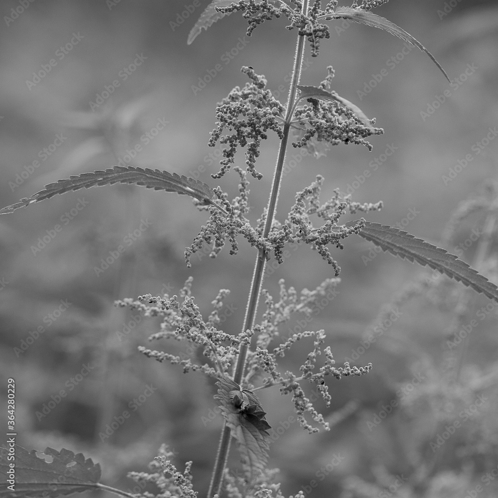 Fototapeta premium thickets of blooming nettles in the forest or in the park, black and white