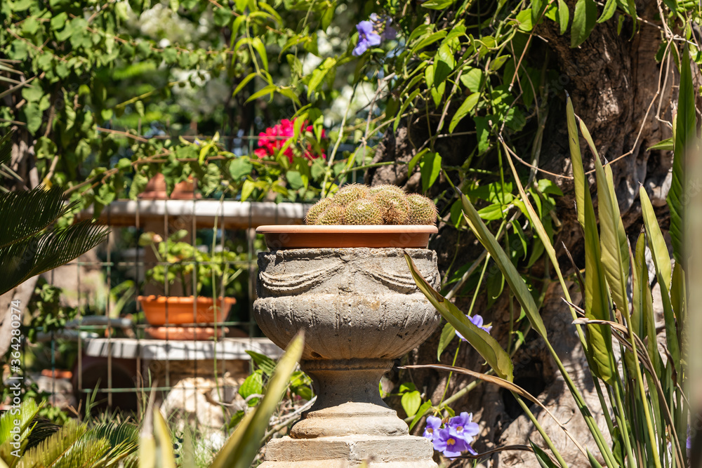 Plants in stone pots in the garden of the Stella Maris Monastery which is located on Mount Carmel in Haifa city in northern Israel Plants in stone pots in the garden of the Stella Maris Monastery which is located on Mount Carmel in Haifa city in northern Israel