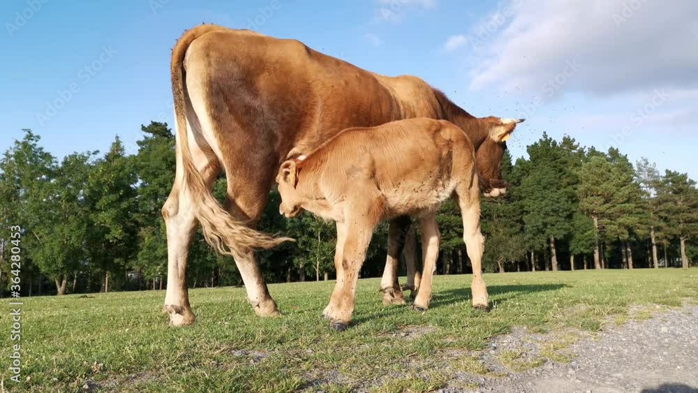 Brown calf drinks milk from the udder of a cow Brown calf drinks milk from the udder of a cow