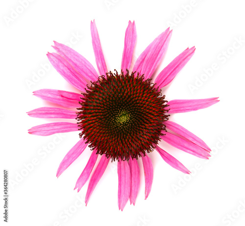 Echinacea flowers close up isolated on white backgrounds. Medicinal herbs.