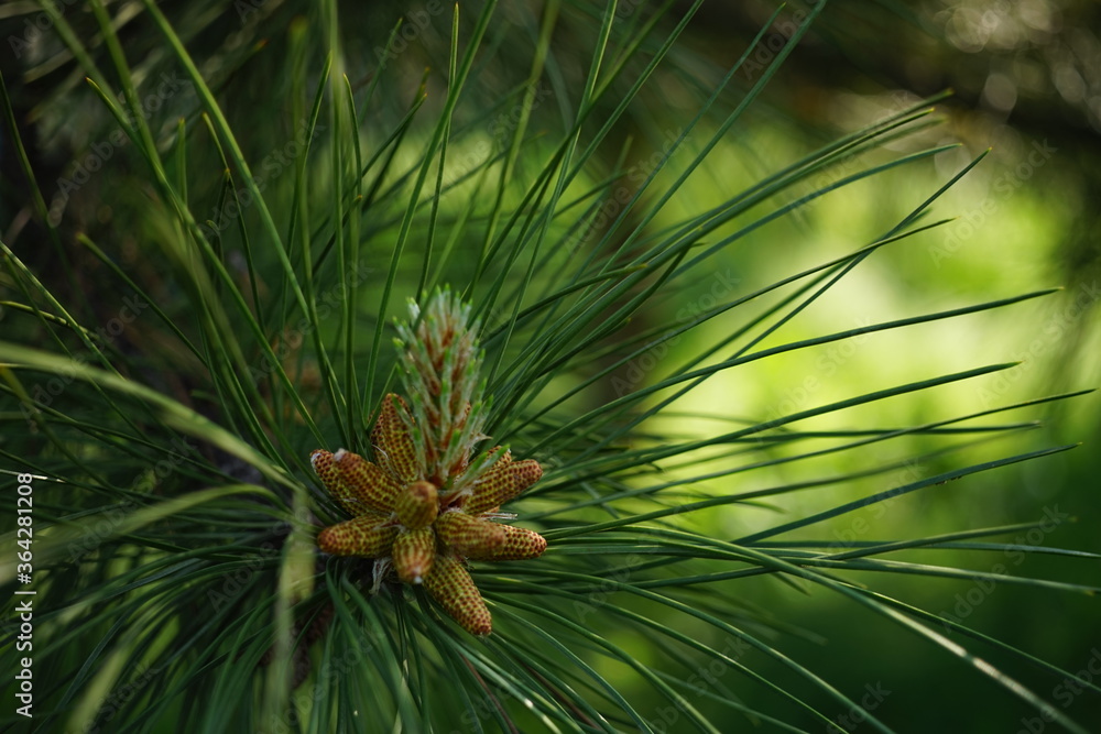 Lush pine tree branch closeup in sunny summer garden Lush pine tree branch closeup in sunny summer garden