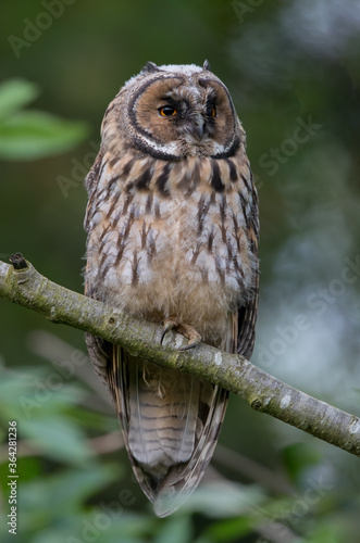 Long Eared Owl Perched