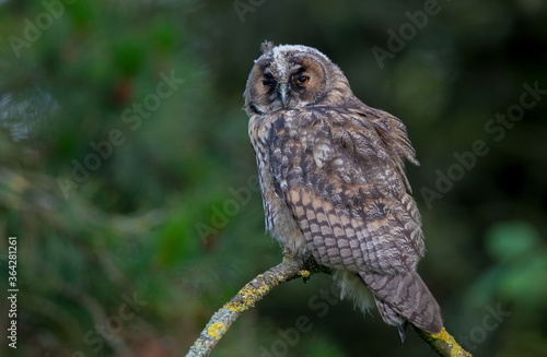 Long Eared Owl Perched