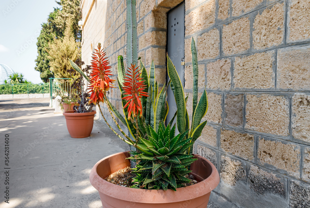 Various plants grow in pots near the outer wall of the Stella Maris Monastery which is located on Mount Carmel in Haifa city in northern Israel