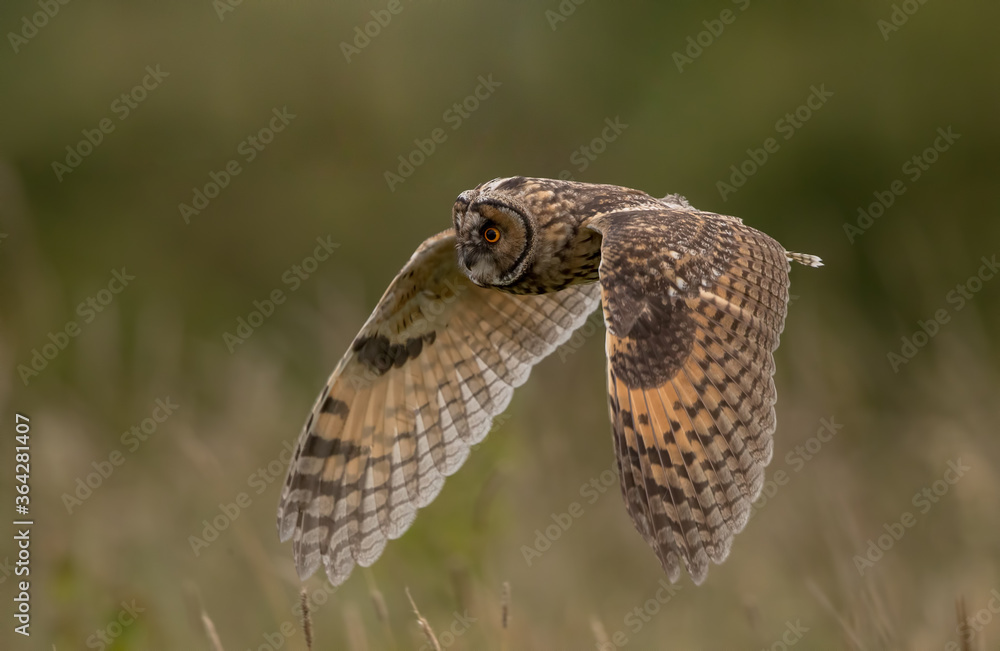 Fototapeta premium Long Eared Owl