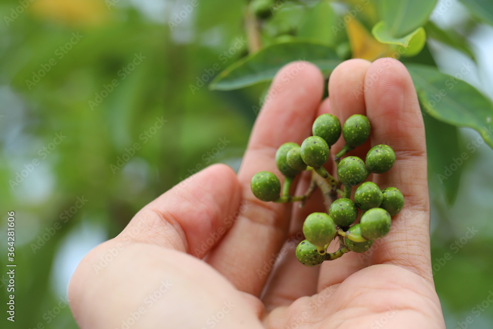 Litsea cubeba Pers. seeds are used to produce essential oils. Litsea cubeba Pers. seeds are used to produce essential oils.