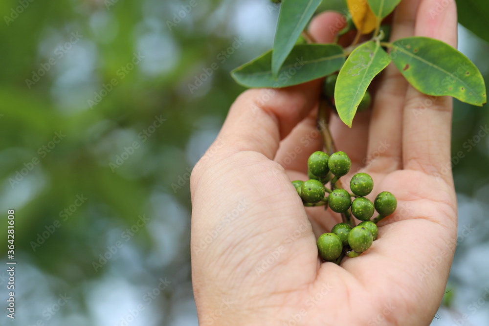 Litsea cubeba Pers. seeds are used to produce essential oils. Litsea cubeba Pers. seeds are used to produce essential oils.