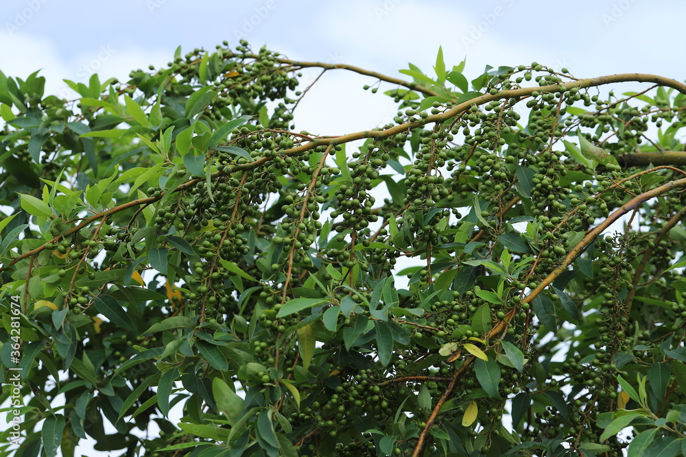 Litsea cubeba Pers. seeds are used to produce essential oils.