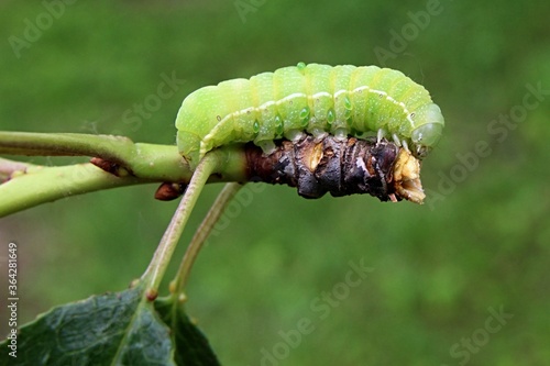 Green caterpillar of Common Quaker moth, latin name Orthosia Cerasi, climbing on torn branch of broadleaf, possibly cherry tree. photo