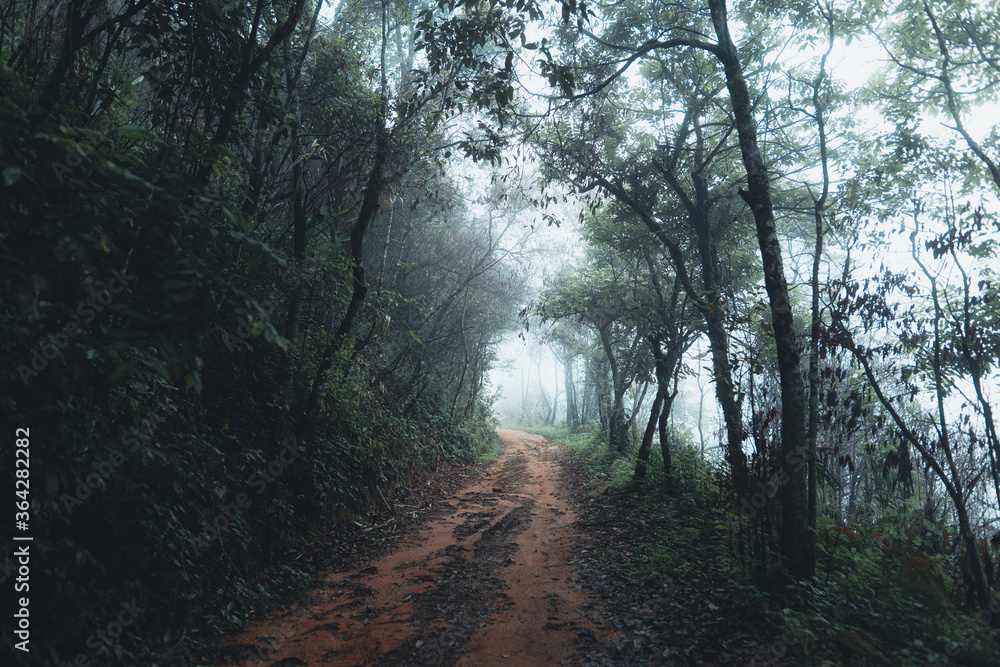Obraz premium Trees and green forest entrances in the rainy season