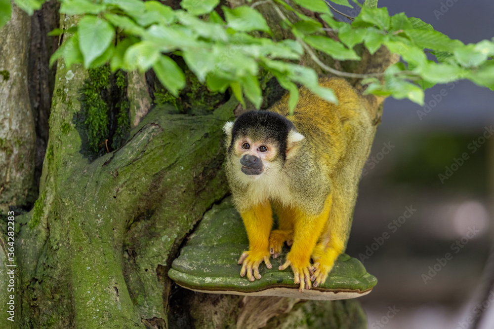 Obraz premium Saimiri boliviensis monkey climbing on the tree