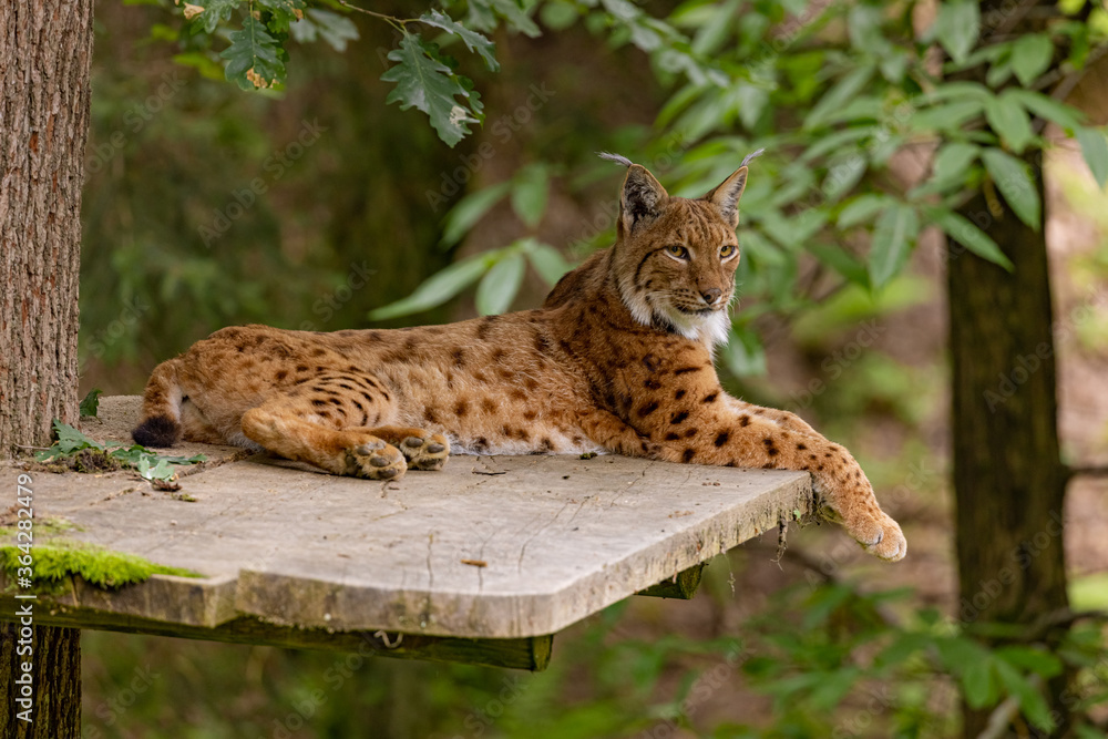 LJUBLJANA, SLOVENIA - JULY 4th 2020: Lynx sitting on a tree platform in Ljubljana ZOO on a sunny summer afternoon LJUBLJANA, SLOVENIA - JULY 4th 2020: Lynx sitting on a tree platform in Ljubljana ZOO on a sunny summer afternoon