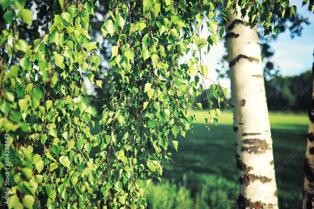 Fototapeta premium Bright spring greens at dawn in the forest. Nature comes to life in early spring.