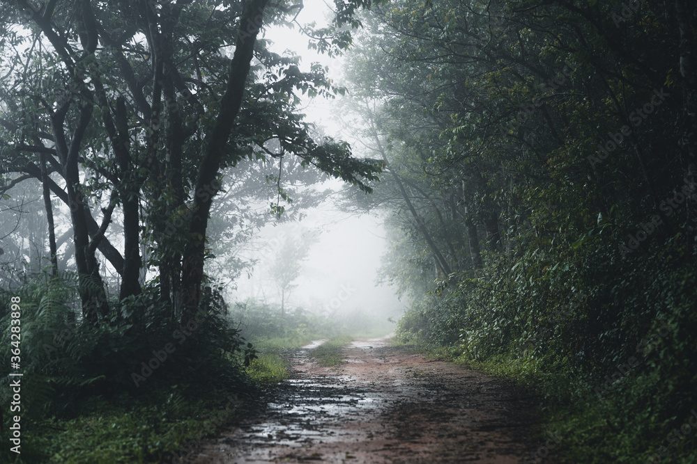 Obraz premium Trees and green forest entrances in the rainy season