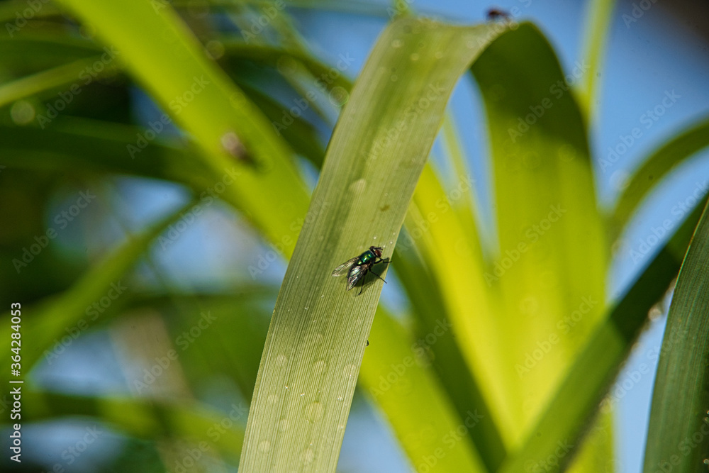 Trinkende Fliegen, Mücken auf Palmenblätter, Schilf - mit Wassertropfen Trinkende Fliegen, Mücken auf Palmenblätter, Schilf - mit Wassertropfen