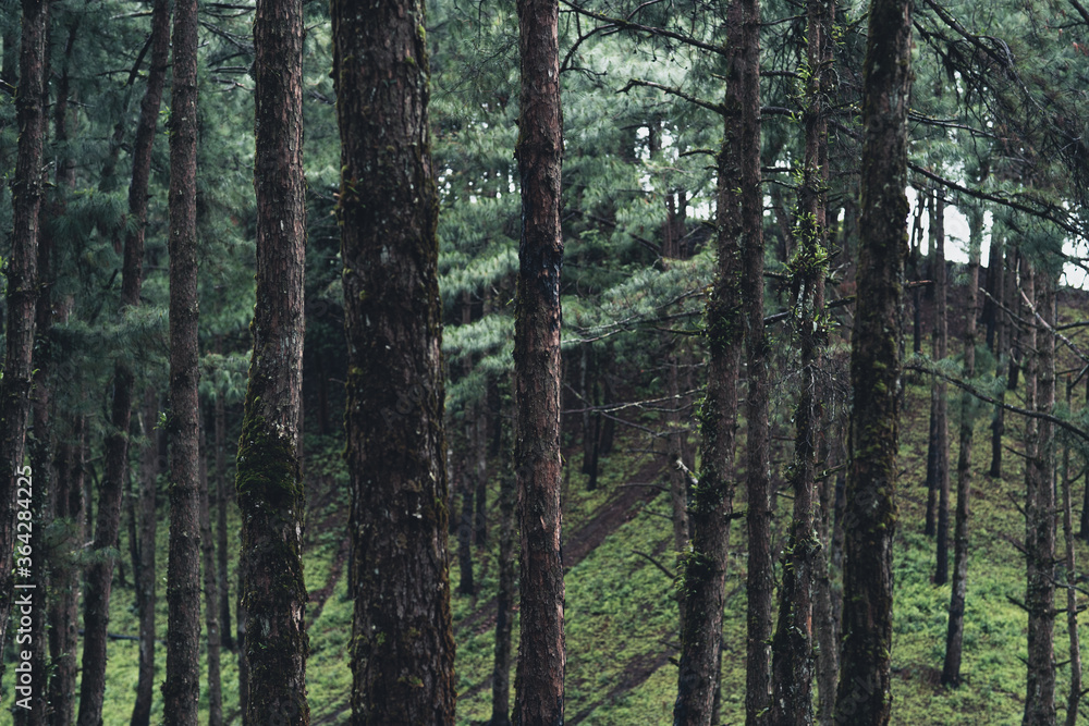 Fototapeta premium Trees and green forest entrances in the rainy season