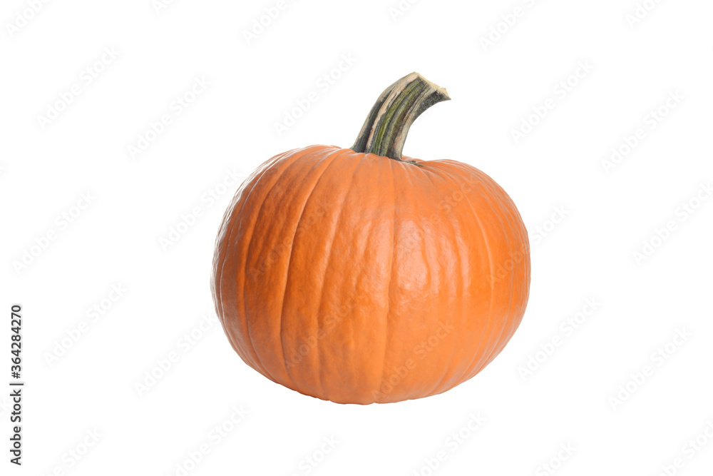 Obraz premium closeup isolated short fat pumpkin