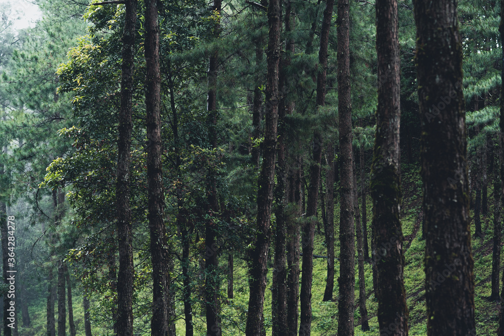 Fototapeta premium Trees and green forest entrances in the rainy season