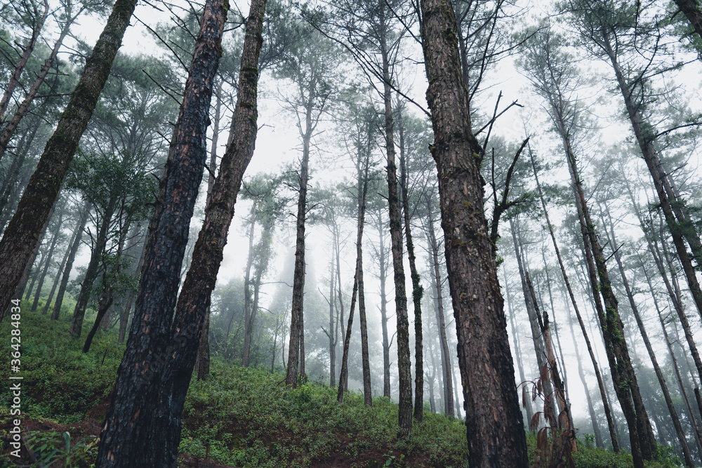 Fototapeta premium Trees and green forest entrances in the rainy season