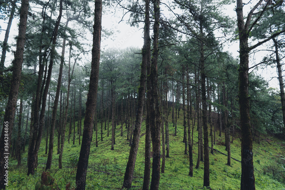 Trees and green forest entrances in the rainy season