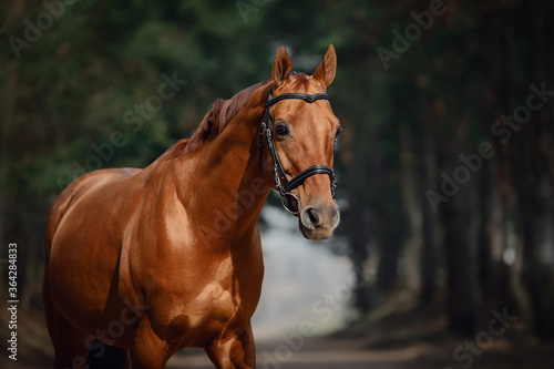 portrait of stunning chestnut showjumping budyonny stallion sport horse in bridle standing on road in forest in daytime