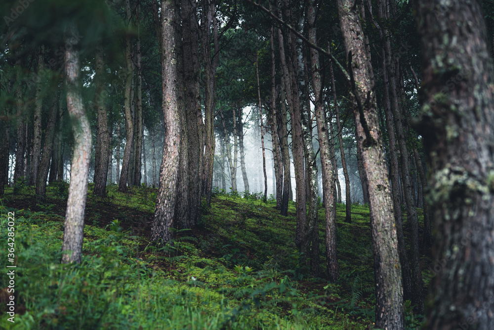 Fototapeta premium Trees and green forest entrances in the rainy season